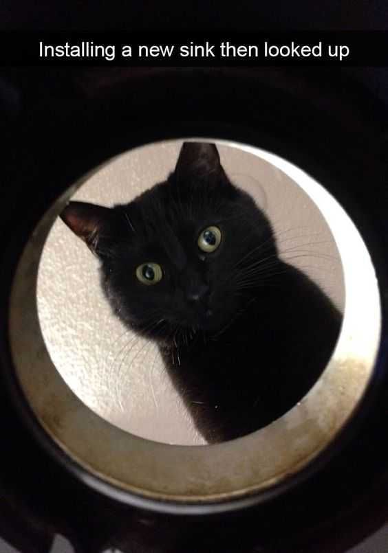 Animal Catsink