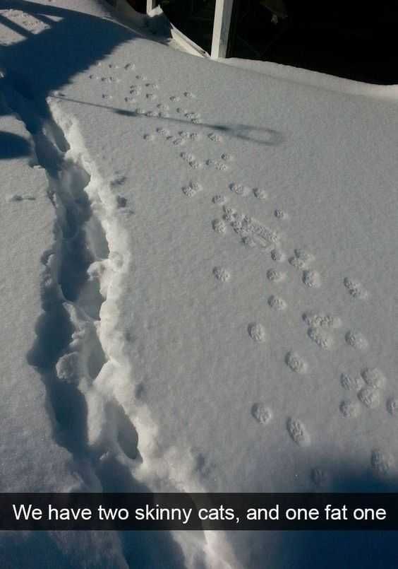 Animal Catskinny