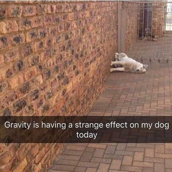 Animal Doggravity