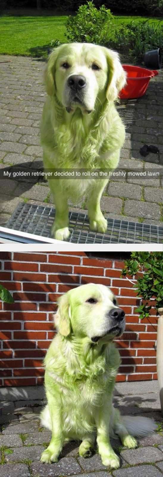 Animal Doggreen