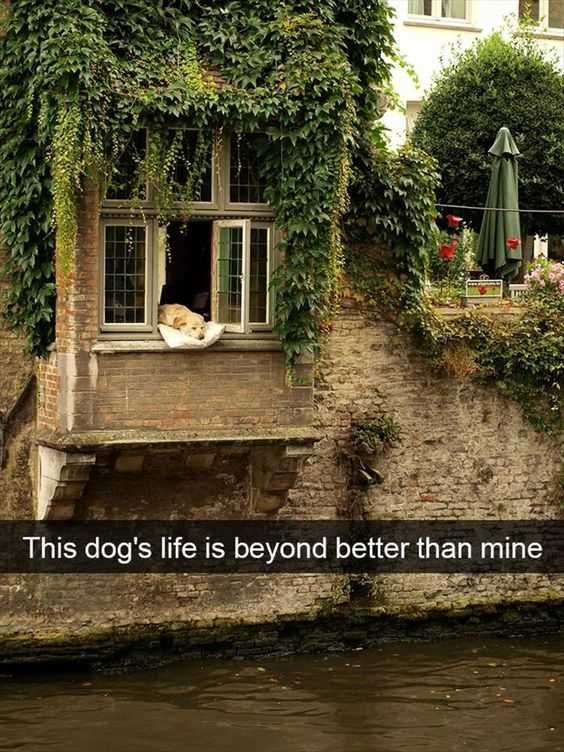 Animal Doglifebetter