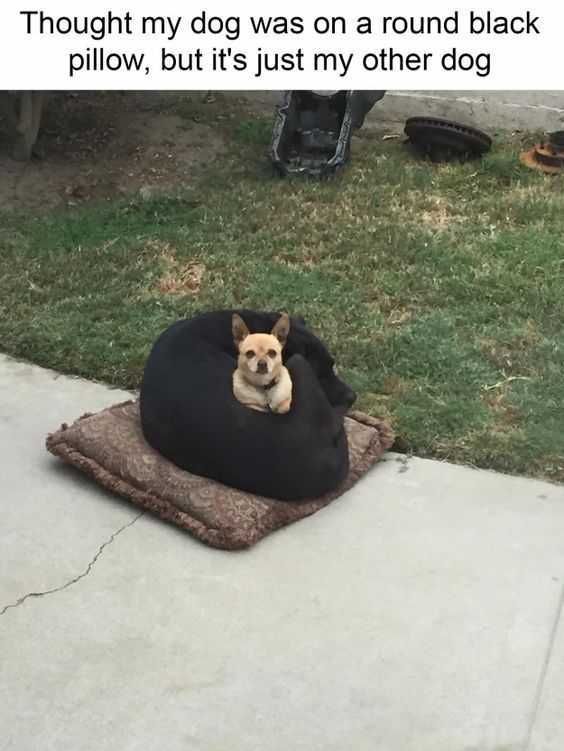 Animal Dogsleepdog