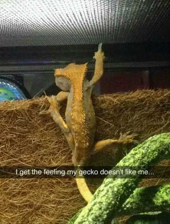Animal Geckoflip
