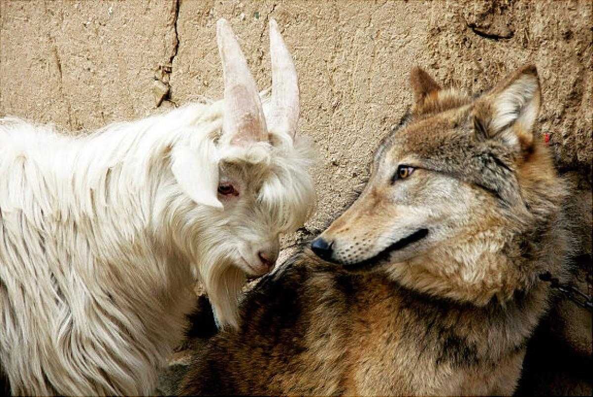 Animal Goatwolf
