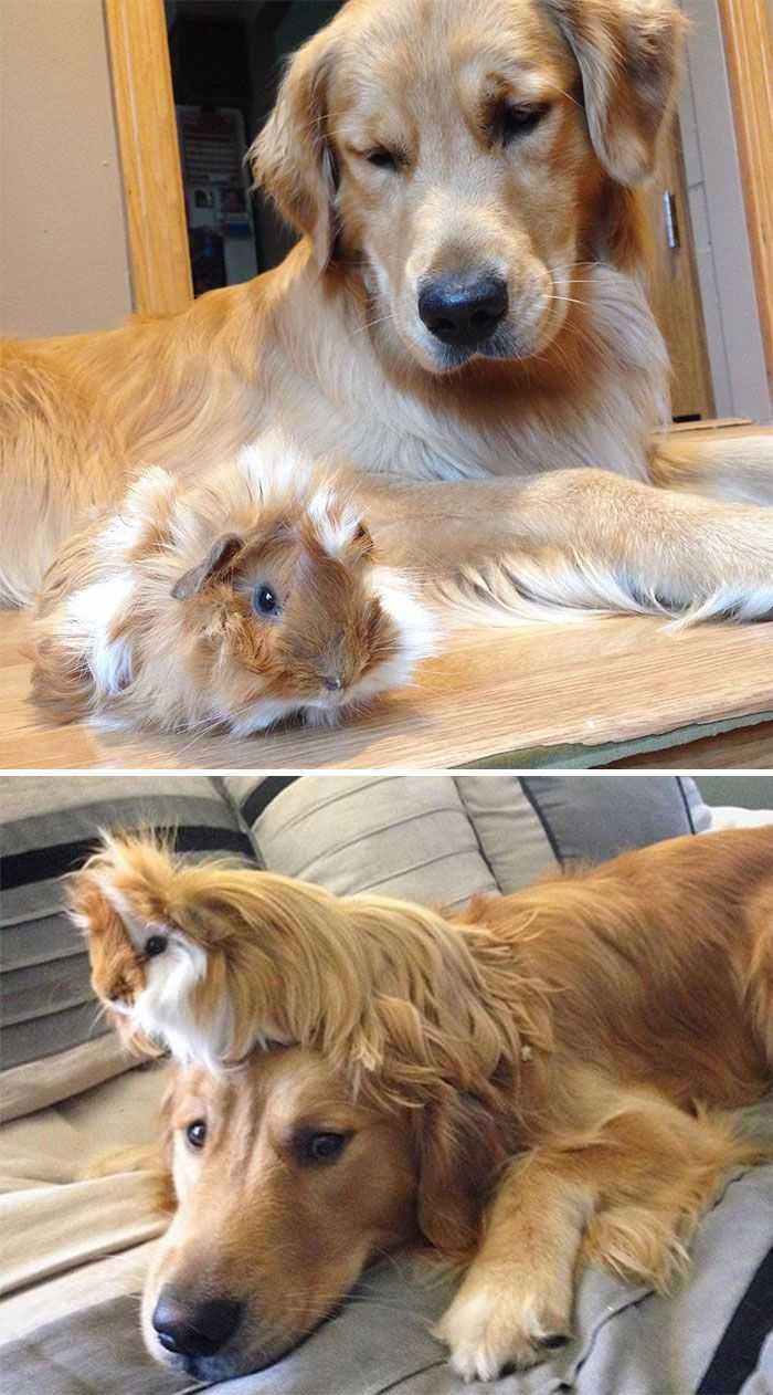 Animal Guineadog