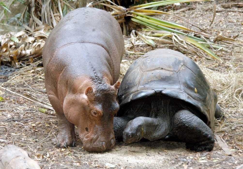 Animal Hippotortoise