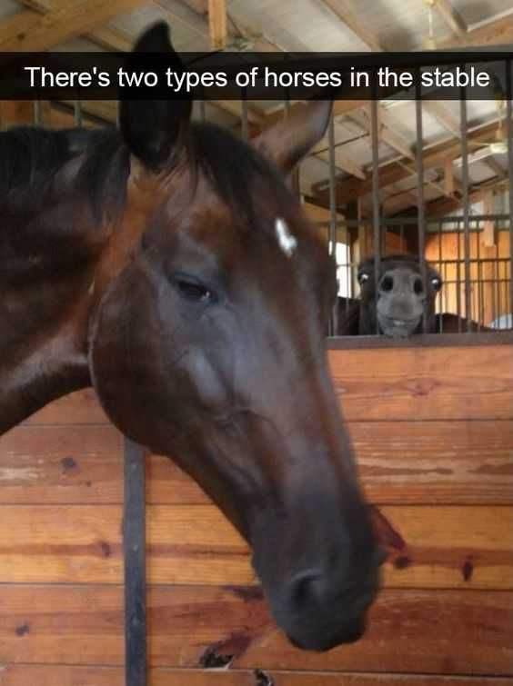 Animal Horsestable