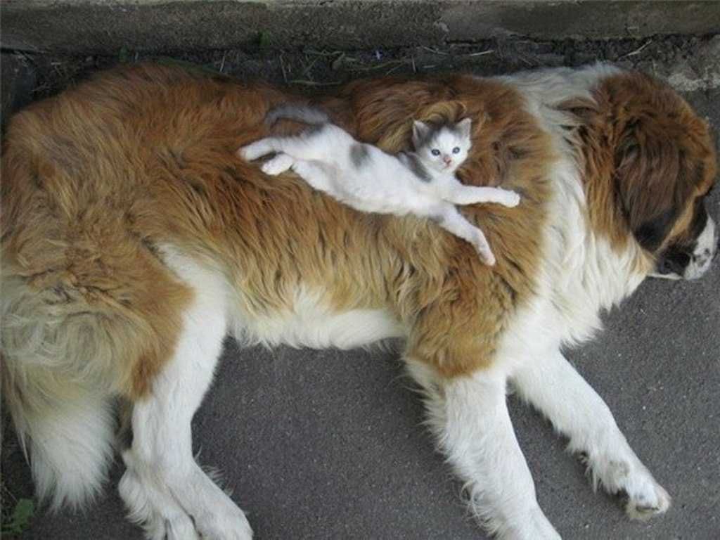 Animal Kittenandbernard
