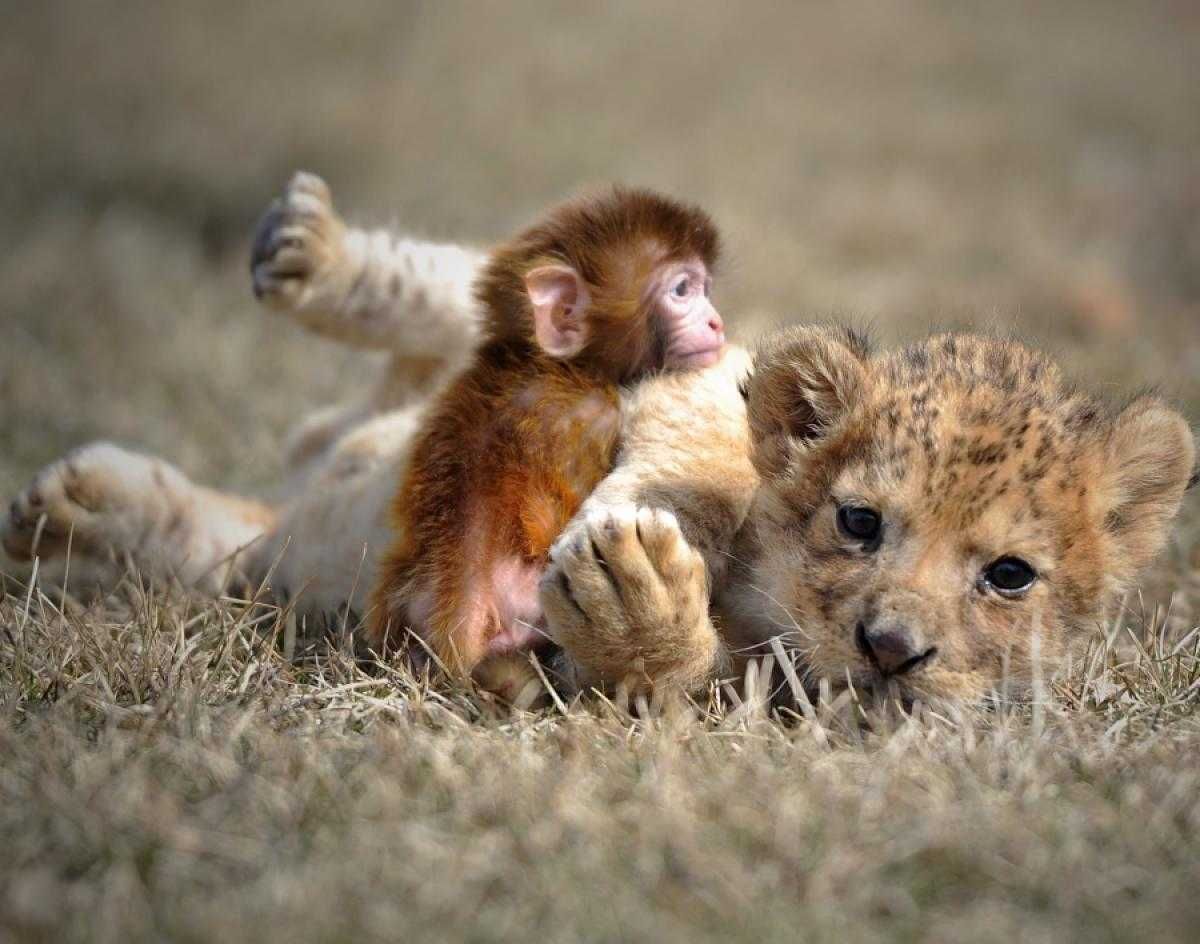 Animal Monkeylion