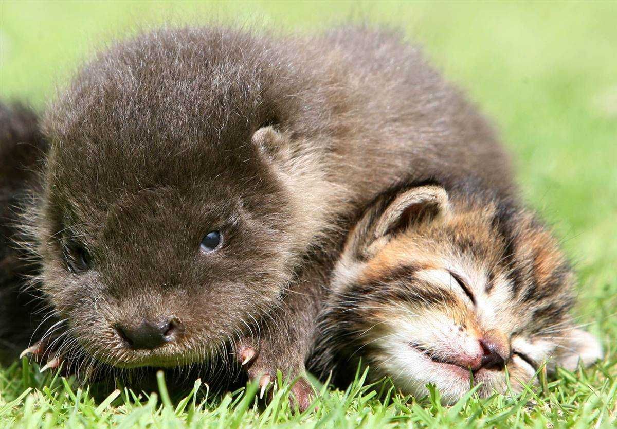 Animal Otterkitten