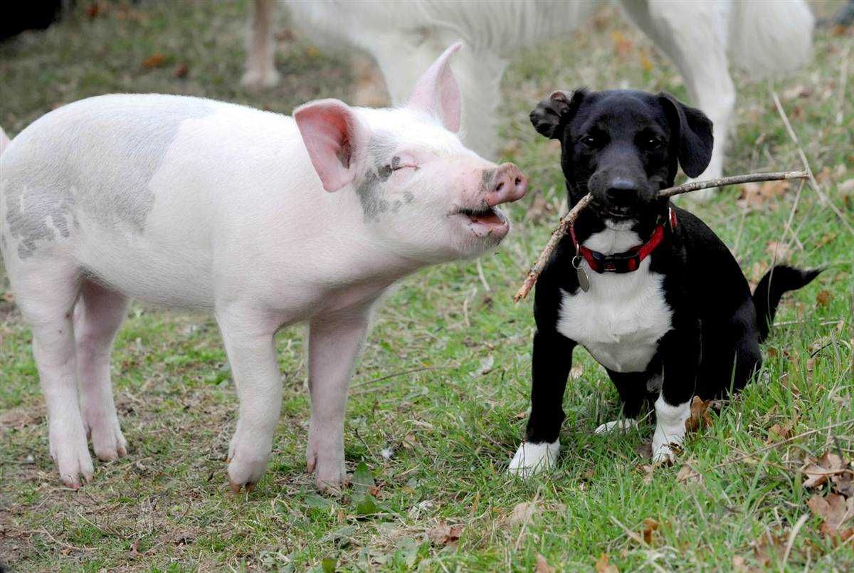 Animal Pigdoggie