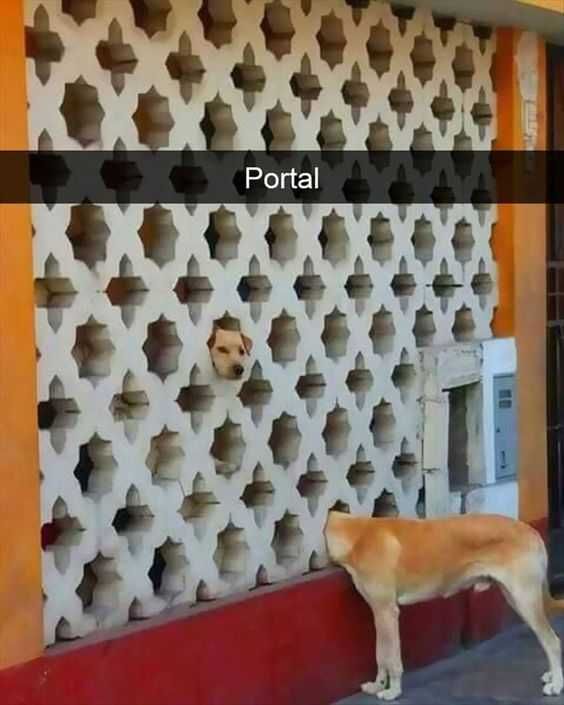 Animal Portaldog