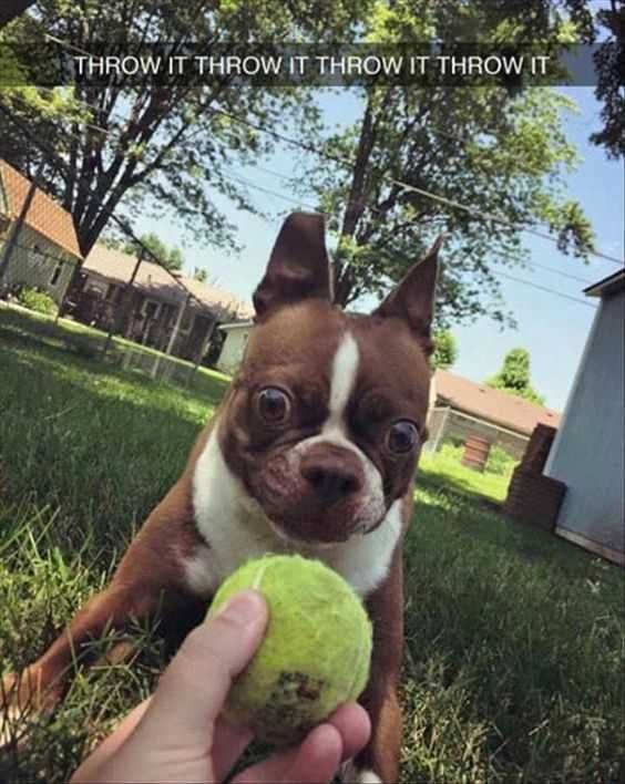 Animal Throwit