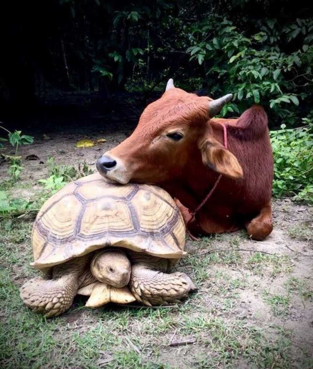 Animal Turtlecow