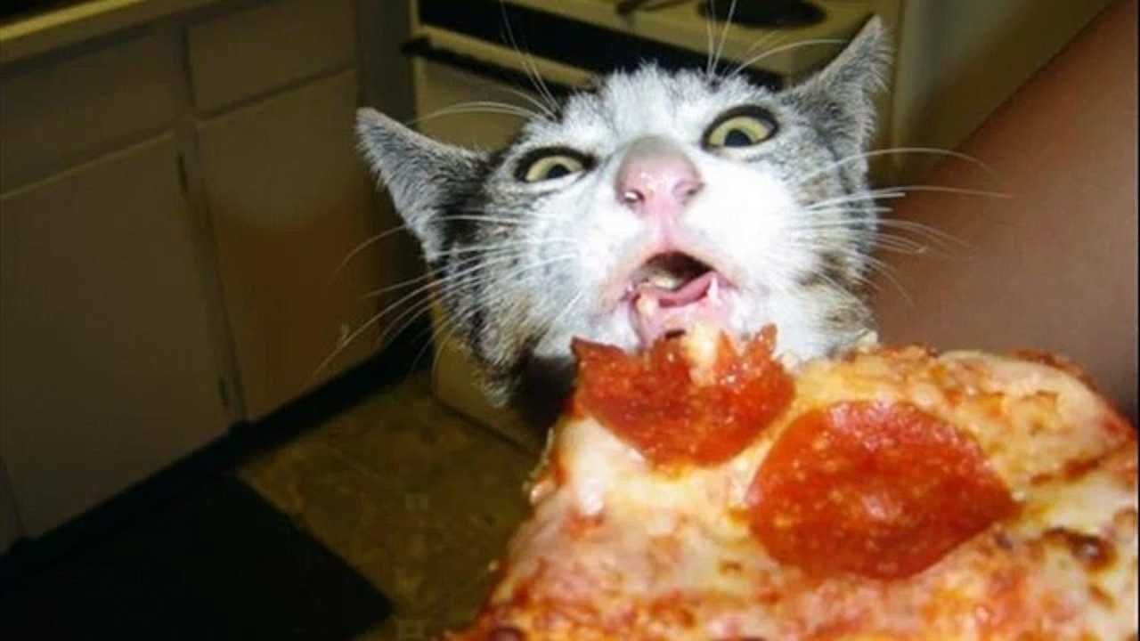 Animals Cateatpizza