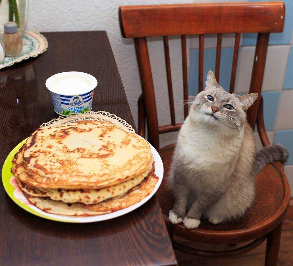 Animals Catpancakes