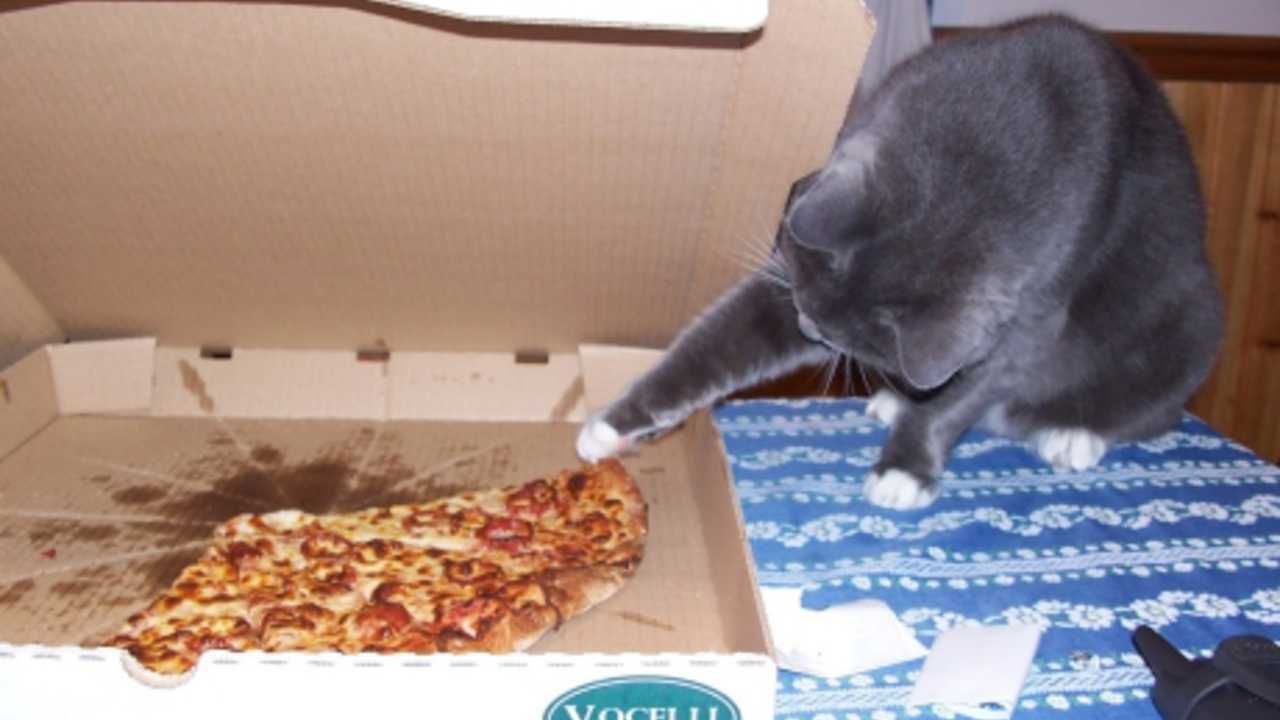 Animals Catpizza