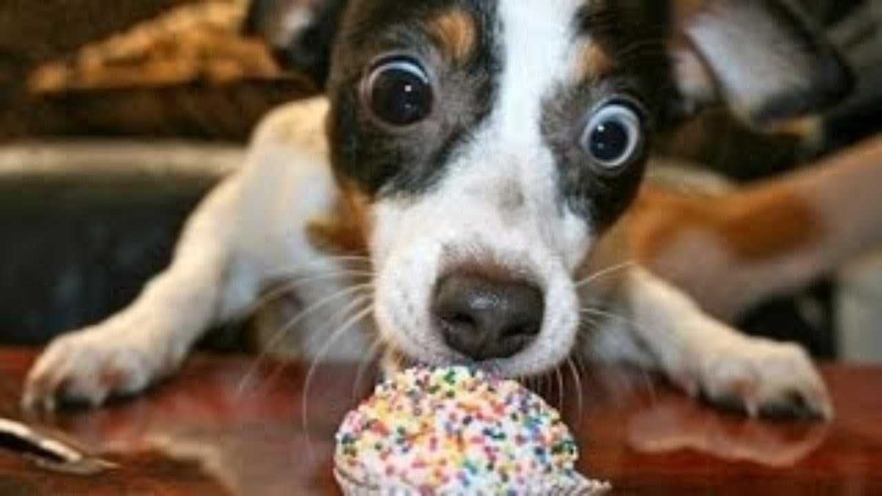 Animals Dogcupcake