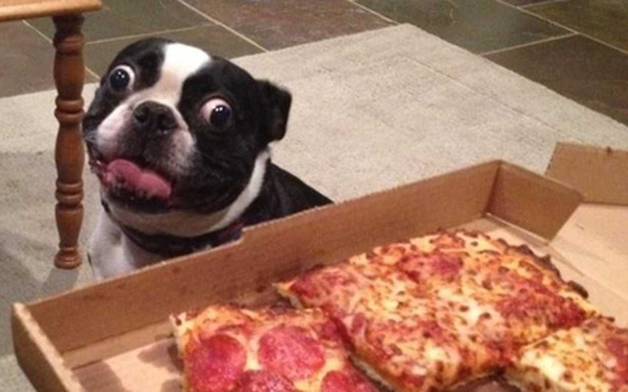 Animals Dogpizza2