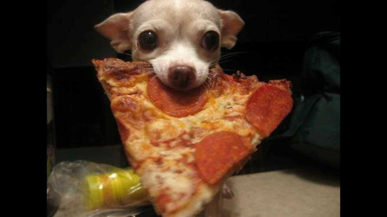 Animals Dogpizzaeat