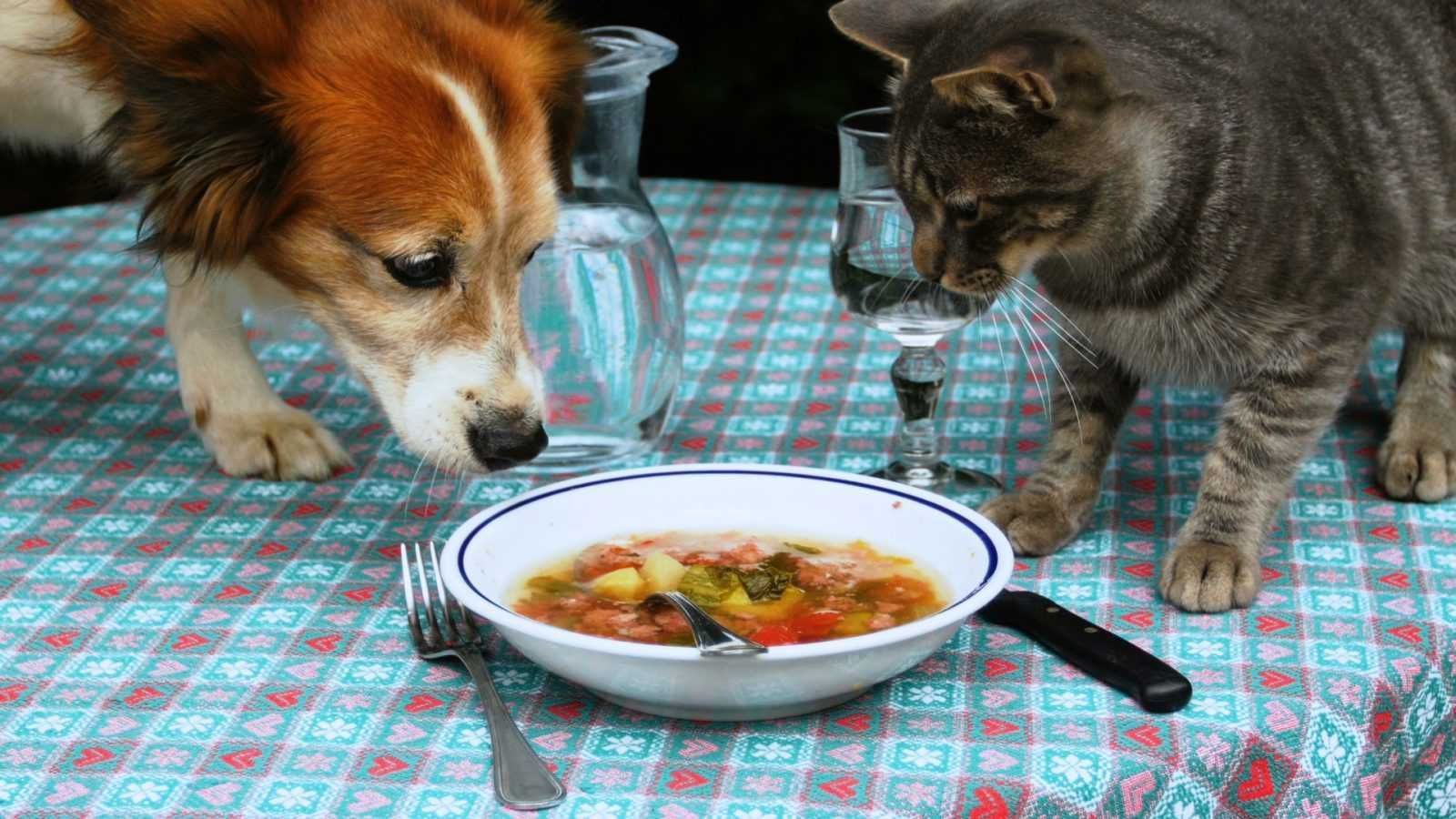 Animals Foodcatsoup