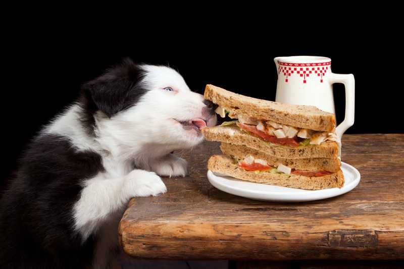 Animals Foodsandwich
