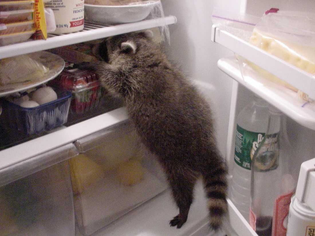 Animals Racoonfridge
