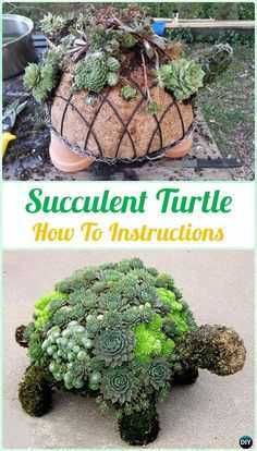Diy Succulentturtle