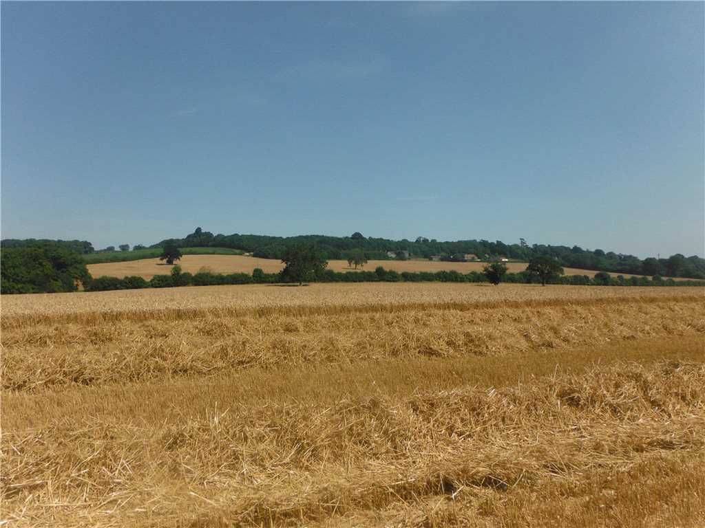 Grassy