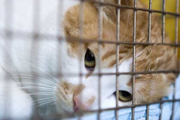 Sad Orange Cat