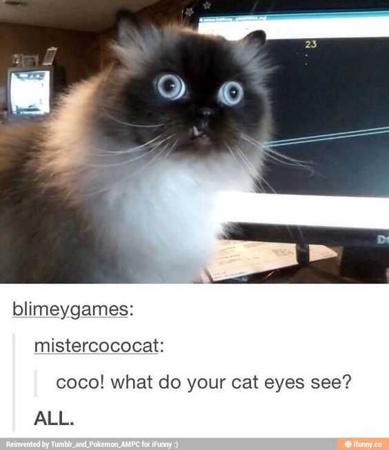 Tumblr Coco