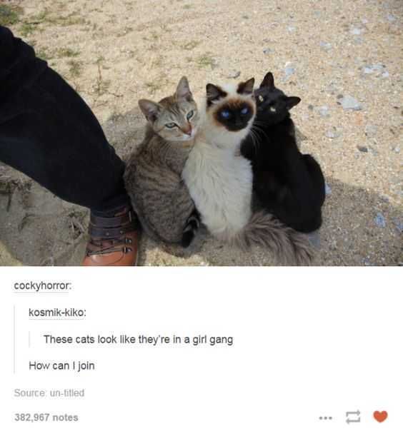Tumblr Girlgang