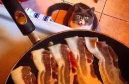Bacon Lookoflove