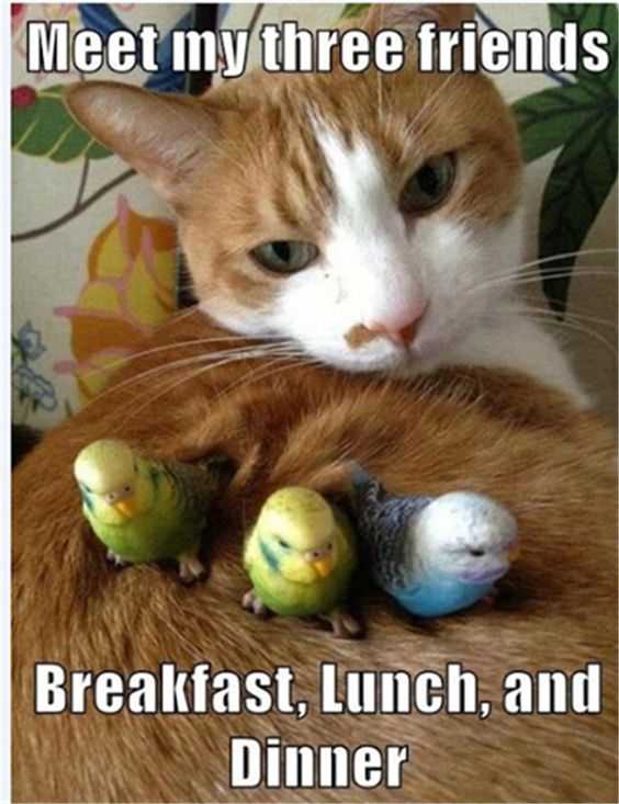 Funny Birdeat