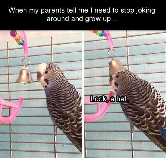 Funny Birdhat