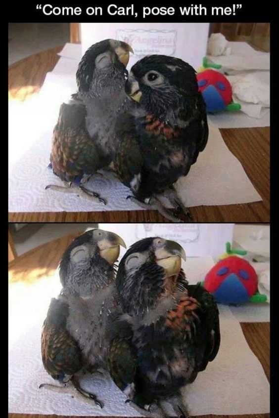 Funny Birdpose