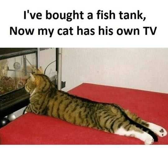 Funny Cat Tv 1