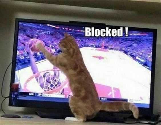 Funny Catbasketball