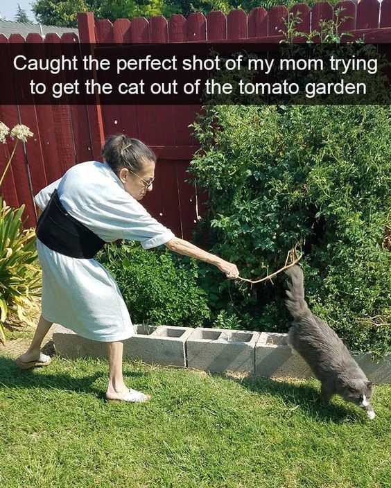 Funny Catgarden