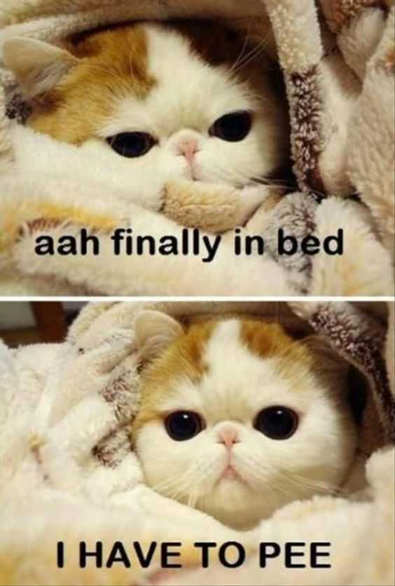 Funny Catpee