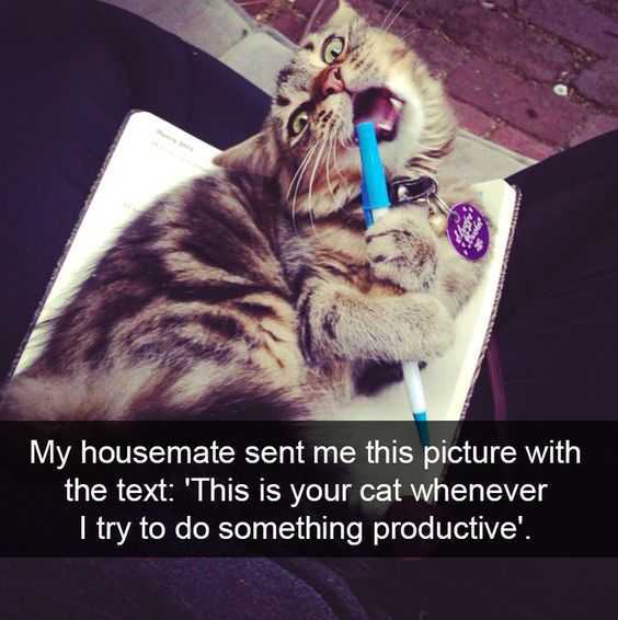 Funny Catproductive