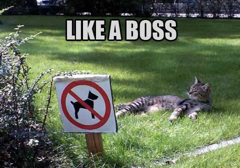 Funny Catsign
