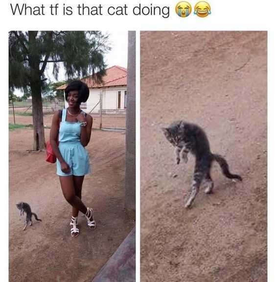Funny Catthriller