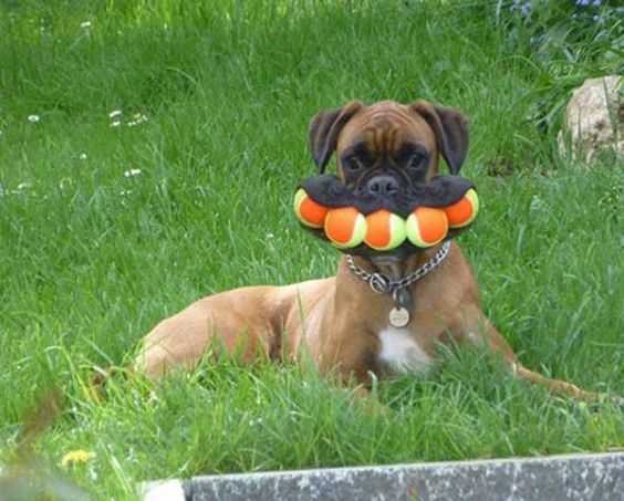 Funny Dogballs