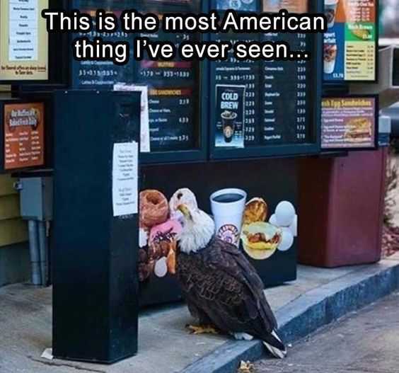 Funny Eagleamerica