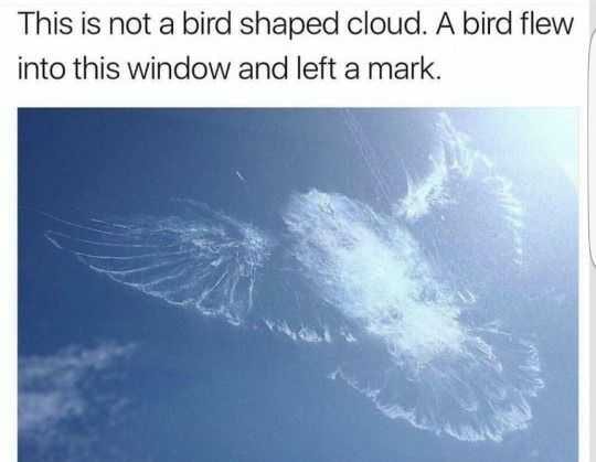 Funny Flew Into Windiw