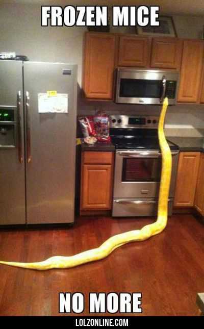 Funny Frozenmice