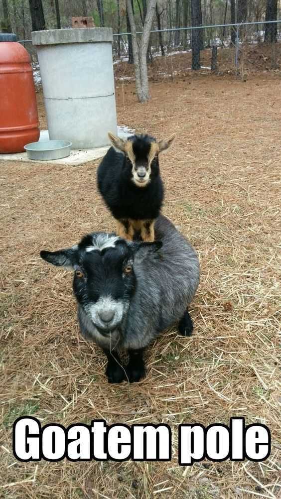 Funny Goat Totem Pole