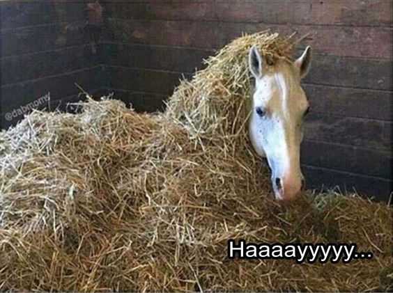Funny Haaaay