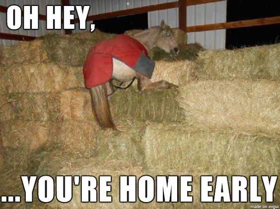 Funny Hayhorse